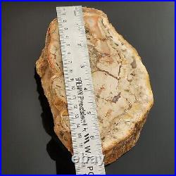 Petrified Wood Thick Slab from Madagascar US SELLER #1640 4+LBS