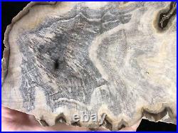 Petrified Wood Tropical Apocenaceae Lufkin, Texas Yegua Fm. 8.25x6 Eocene