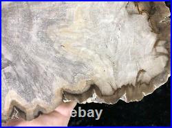 Petrified Wood Tropical Apocenaceae Lufkin, Texas Yegua Fm. 8.25x6 Eocene