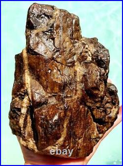 Petrified Wood WithQuartz Veins Druzy Bright Coloring & Highly Visible Wood Grain