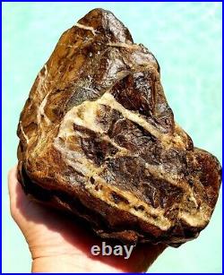 Petrified Wood WithQuartz Veins Druzy Bright Coloring & Highly Visible Wood Grain