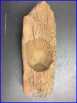 Petrified Wood With A Shell Fossil Embedded In The Wood