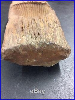 Petrified Wood With A Shell Fossil Embedded In The Wood
