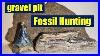 Petrified_Wood_With_Ice_Age_Rhino_Tooth_Fossil_Hunting_Bones_01_doz