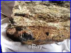 Petrified Wood Woodpecker Hole Fossil Tree Fluorescent Display Wyoming