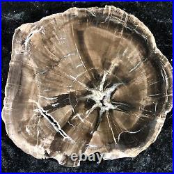 Petrified Wood Woodworthia Northern, AZ Chinle Fm. Triassic 7.25x7 Fossil