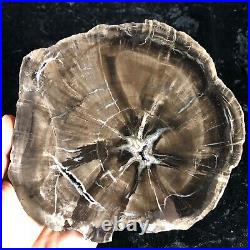 Petrified Wood Woodworthia Northern, AZ Chinle Fm. Triassic 7.25x7 Fossil