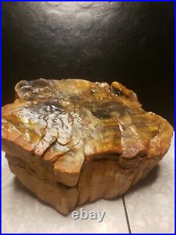 Petrified Wood from Arizona