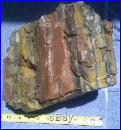 Petrified Wood large piece collected near The Painted Desert around 1962