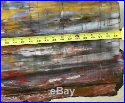 Petrified Wood solid Slab Table Top with hand forged base Exceptional Specimen