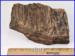 Petrified Wood with Crystals Chinle Fm. AZ Triassic