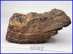 Petrified Wood with Crystals Chinle Fm. AZ Triassic
