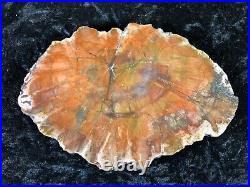 Petrified Zuni Wood Araucaria Conifer Zuni, NM Chinle Fm. Triassic 6.75x4.5