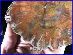 Petrified Zuni Wood Araucaria Conifer Zuni, NM Chinle Fm. Triassic 6.75x4.5