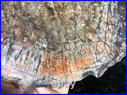 Petrified Zuni Wood Araucaria Conifer Zuni, NM Chinle Fm. Triassic 8.25x5.75