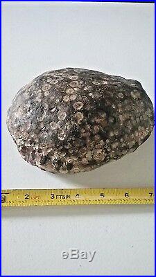 Petrified fossilized Turtle This is awesome at 5.5 lbs! Very interesting