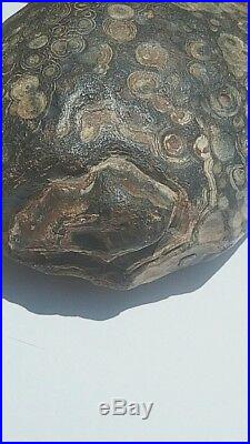 Petrified fossilized Turtle This is awesome at 5.5 lbs! Very interesting