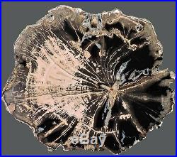 Petrified wood Big Sandy Wyoming slab