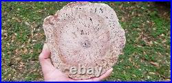 Petrified wood Limb In Stramatolite California Polished Slab