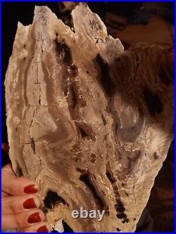 Petrified wood agate Polished Slab Approximately 10 Long 6 Wide 2 thick