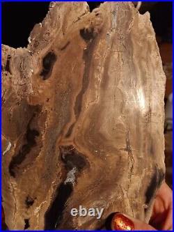 Petrified wood agate Polished Slab Approximately 10 Long 6 Wide 2 thick