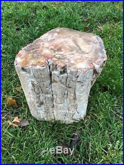 Petrified wood fossilized