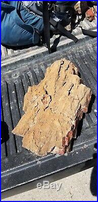 Petrified wood from SE utah. Yellow cat redwood. LARGE bark chip
