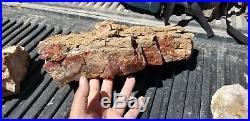 Petrified wood from SE utah. Yellow cat redwood. LARGE bark chip