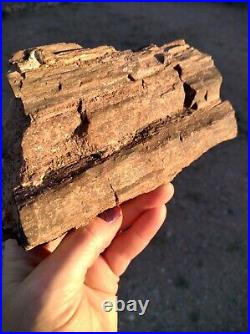 Petrified wood half log that's crystallize it's a beautiful piece