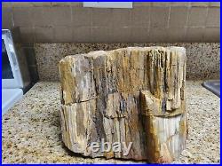 Petrified wood large