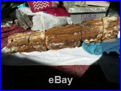 Petrified wood limb, Nevada 15 lbs