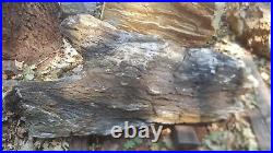 Petrified wood log