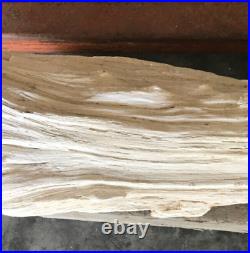 Petrified wood log 50+ lbs pounds white