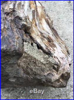 Petrified wood log Fossil 22 Lbs 1 Oz
