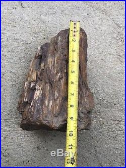 Petrified wood log Fossil 22 Lbs 1 Oz