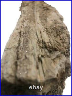 Petrified wood log crystalized quartzite highly detailed 22Lx6Wx3.5H 20lbs