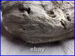 Petrified wood log with crystals and huge knot 15 lb uncut rough
