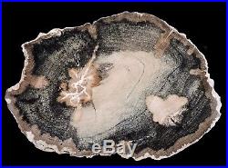 Petrified wood oak Tx slab mirror polished