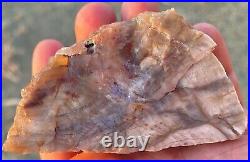 Pink and Blue Opal Limb Cast Petrified Wood Opalized Agatized Chalcedony