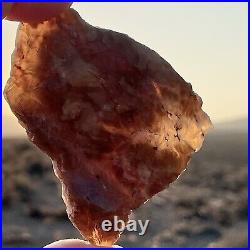 Pink and Blue Opal Limb Cast Petrified Wood Opalized Agatized Chalcedony Rare
