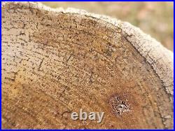 Pocket Rot Petrified Wood Slab Burma Myanmar