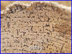 Pocket Rot Petrified Wood Slab Burma Myanmar