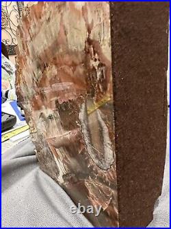Polished, AZ, NV, Petrified Wood Round CRYSTAL Pockets End Cut 14 LBS VERY HEAVY