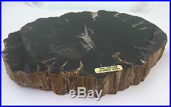 Polished Arizona Petrified Wood Rings Bark Natural Specimen Collect Display