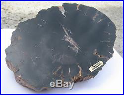 Polished Arizona Petrified Wood Rings Bark Natural Specimen Collect Display