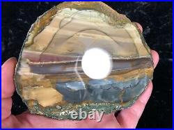 Polished Blue Mountain Jasper Slab Specimen Oregon 5x4 petrified geology