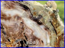 Polished Conifer Petrified Wood Slab Gabbs Nevada Miocene