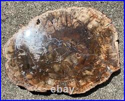 Polished Cut Petrified Wood Slab Mineral Crystal Stone from Madagascar #2