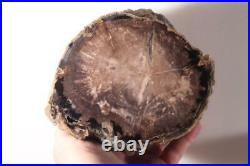 Polished Eden Valley Petrified Fossil Wood 6 lb 8 oz. Specimen
