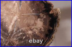 Polished Eden Valley Petrified Fossil Wood 6 lb 8 oz. Specimen